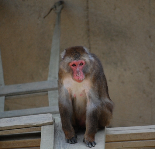 일본원숭이