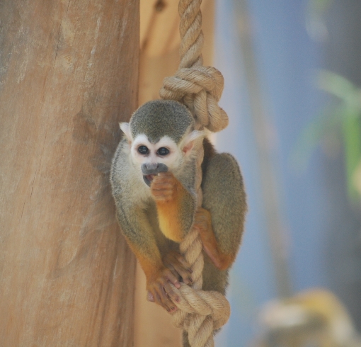 다람쥐원숭이