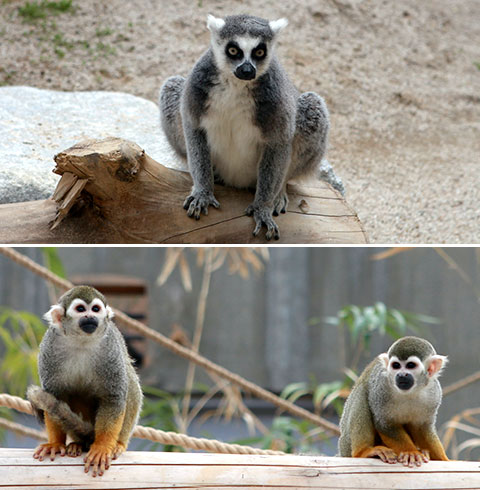 알락꼬리여우원숭이, 다람쥐원숭이
